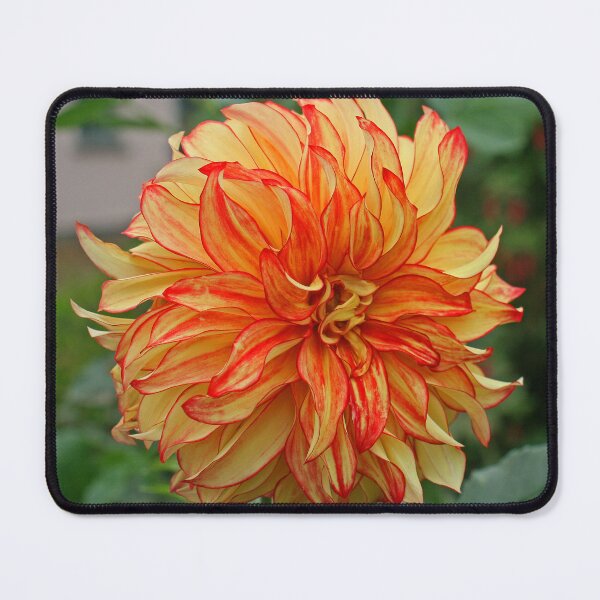 Item preview, Delightful Dahlia, October 2023 designed and sold by RedHillDigital.