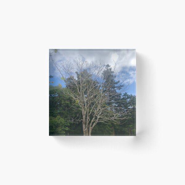 Item preview, Bare Tree In The Park designed and sold by Michael McGimpsey.
