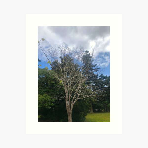 Item preview, Bare Tree In The Park designed and sold by Michael McGimpsey.