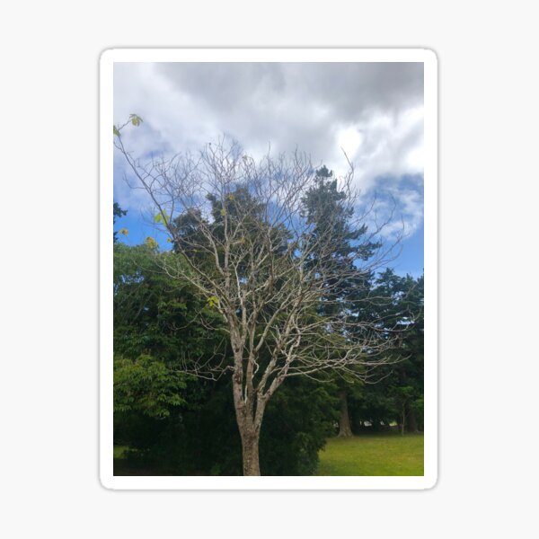 Item preview, Bare Tree In The Park designed and sold by Michael McGimpsey.