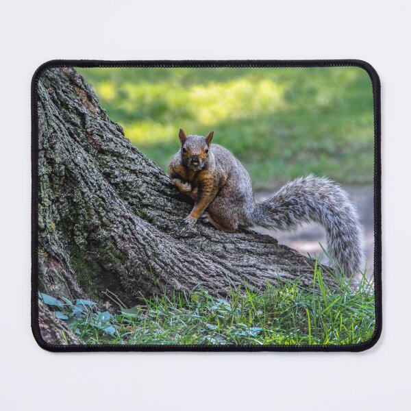 Item preview, Got Any Nuts? designed and sold by heatherfriedman.