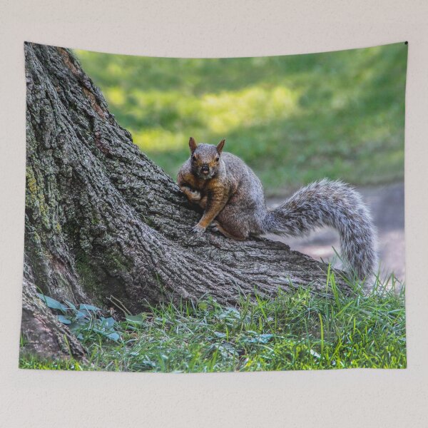 Item preview, Got Any Nuts? designed and sold by heatherfriedman.