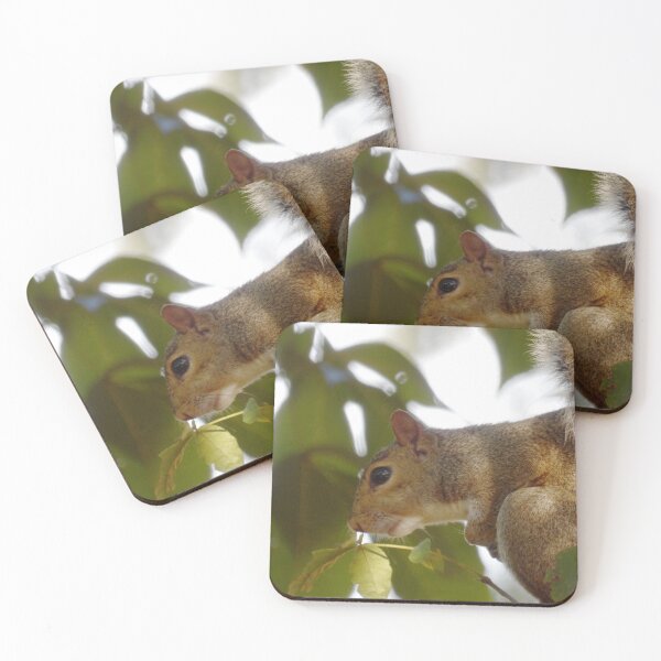 Item preview, Wary Squirrel in Hickory Tree designed and sold by gistinker.