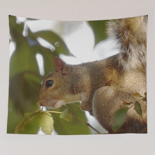 Item preview, Wary Squirrel in Hickory Tree designed and sold by gistinker.