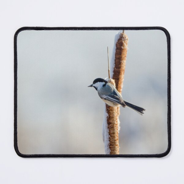Item preview, Chickadee perched on a cattail designed and sold by rodmacpherson.