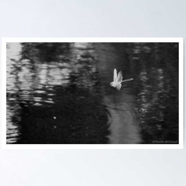 Item preview, In Flight designed and sold by Gozza.