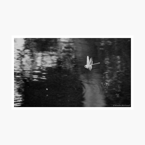 Item preview, In Flight designed and sold by Gozza.