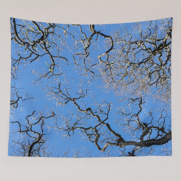 Item preview, Looking Skyward - Sunlit Tree Crowns with Twisted Limbs designed and sold by Georgia Mizuleva.