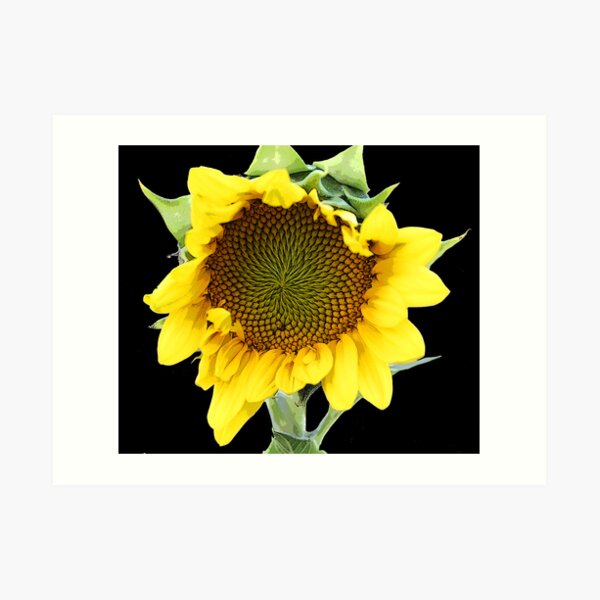 sunflower Art Print
