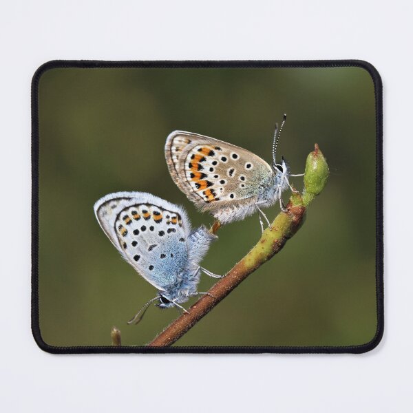 Item preview, Silver-studded blue butterflies of Ashdown Forest designed and sold by Christian Moss.