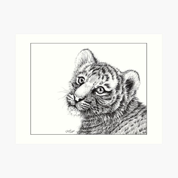 Tiger Cub Drawing Art Print