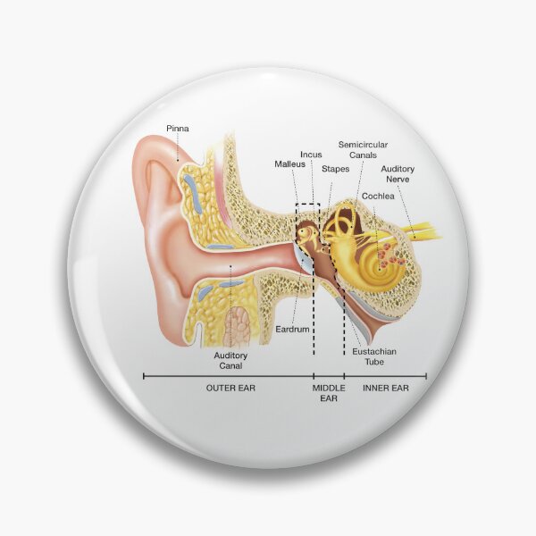 Item preview, Anatomy of The Ear designed and sold by Hoorahville.