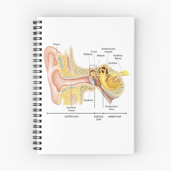 Item preview, Anatomy of The Ear designed and sold by Hoorahville.