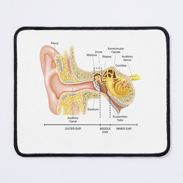 Item preview, Anatomy of The Ear designed and sold by Hoorahville.
