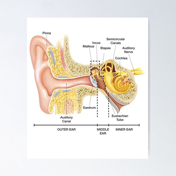 Item preview, Anatomy of The Ear designed and sold by Hoorahville.