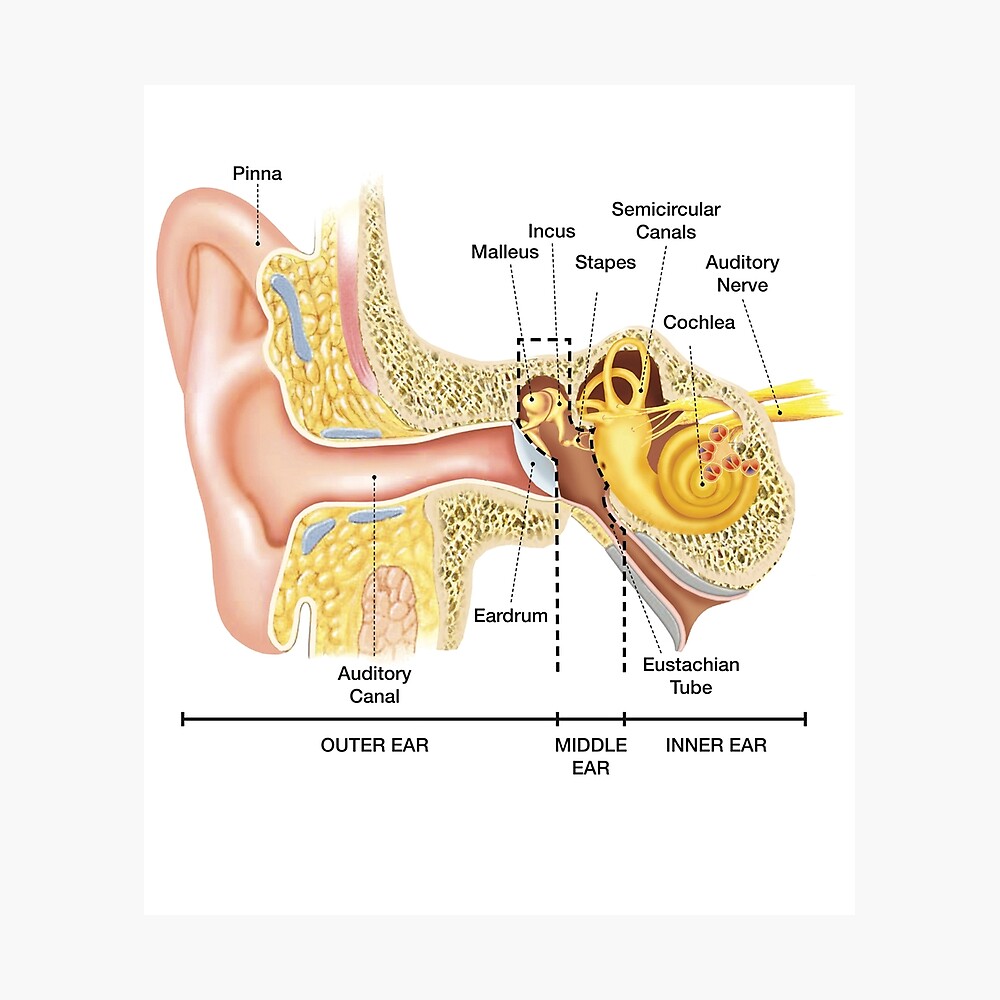 Anatomy of The Ear Poster