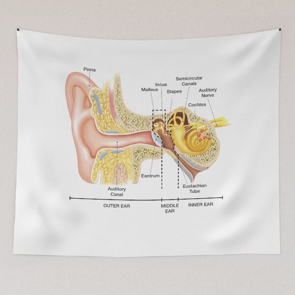 Item preview, Anatomy of The Ear designed and sold by Hoorahville.