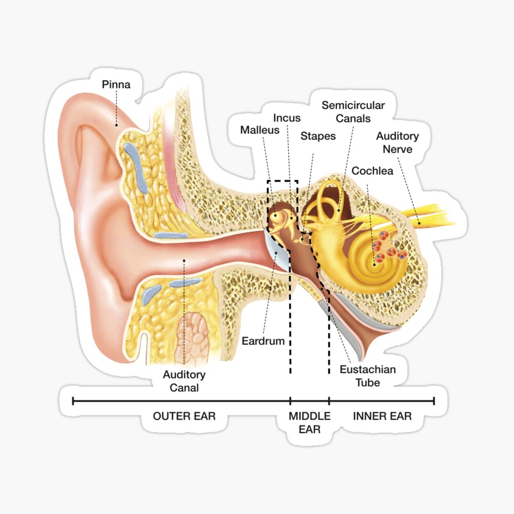 Anatomy of The Ear Poster