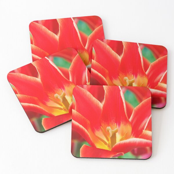 Item preview, Tulipa  'Aladdin'   Lily-flowered Group Tulip  designed and sold by Chris Burrows.