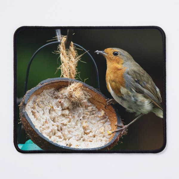 Item preview, Little Robin on the half coconut designed and sold by StelleryART.