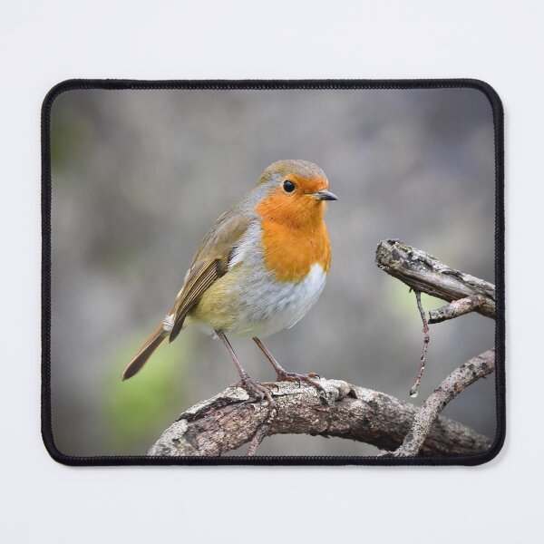 Item preview, Robin Strikes a Pose designed and sold by Kerry Palmer.