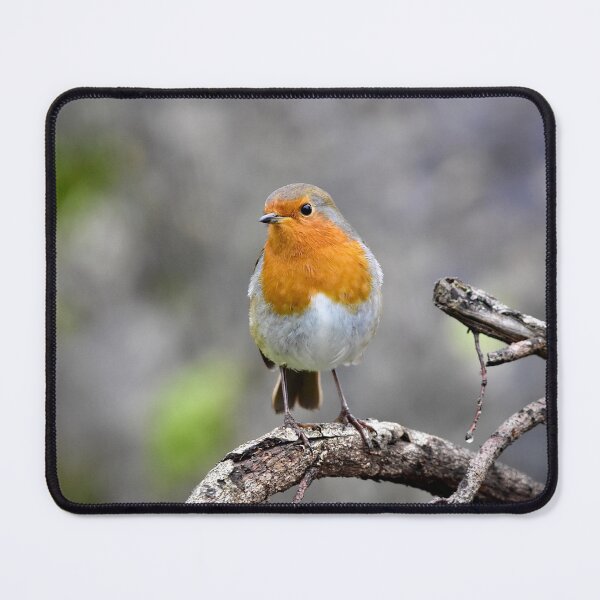 Item preview, Robin on a Branch designed and sold by Kerry Palmer.