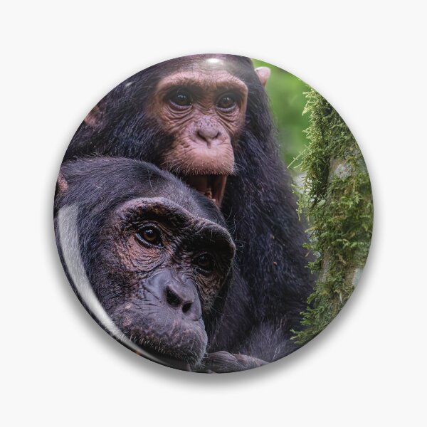 Item preview, Father and Child. Male and baby Chaimpanzee designed and sold by Lee Wilson.