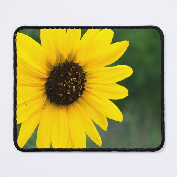 Item preview, Golden Sunflower Close-Up designed and sold by Maritza Morales.