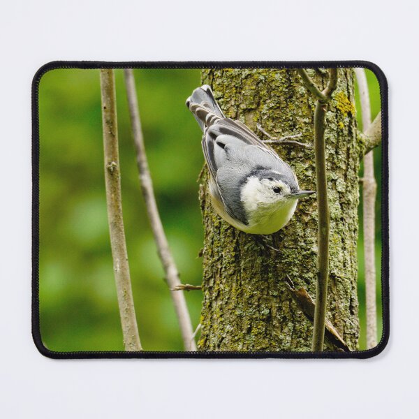 Item preview, Birds, White-breasted Nuthatch designed and sold by mylensflow.