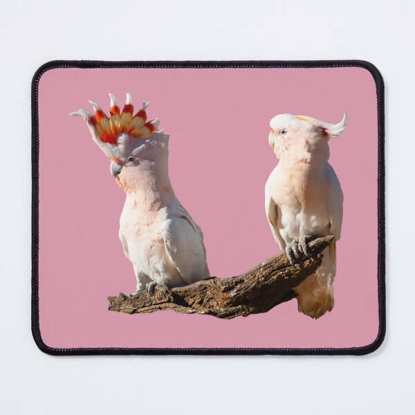 Item preview, Australian birds - Pink Cockatoos AKA Major Mitchell Cockatoos designed and sold by Ozjanette90.