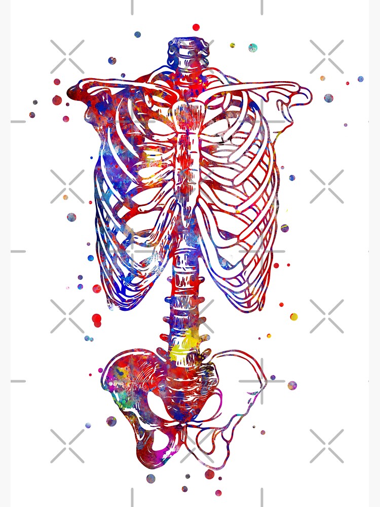 "Skeleton torso, watercolor skeleton torso" Sticker for Sale by