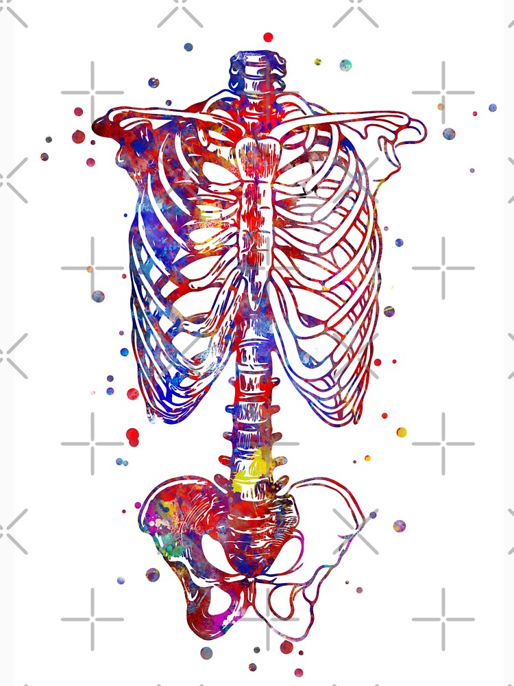 skeleton torso drawing