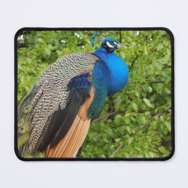 Item preview, Peacock Sideview Close-Up designed and sold by DragonCGallery.