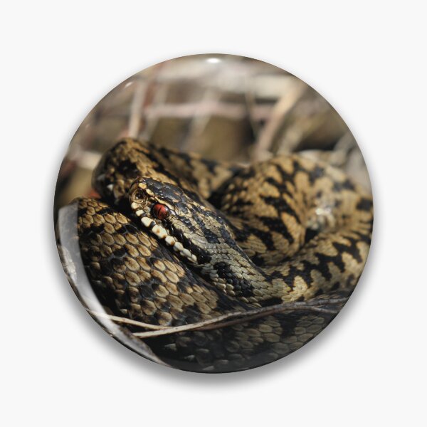 Item preview, Adder - Vipera berus snake  designed and sold by Christian Moss.