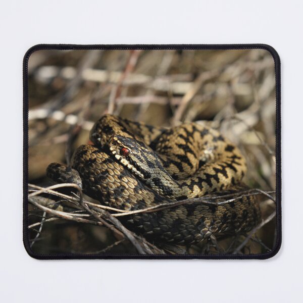 Item preview, Adder - Vipera berus snake designed and sold by Christian Moss.
