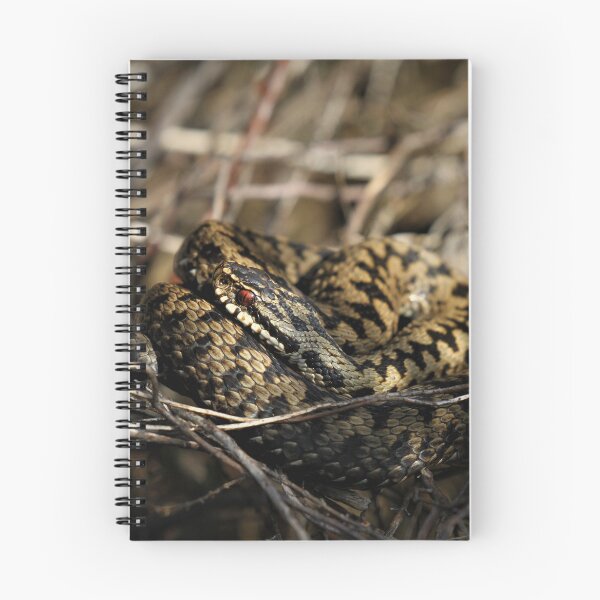 Item preview, Adder - Vipera berus snake  designed and sold by Christian Moss.