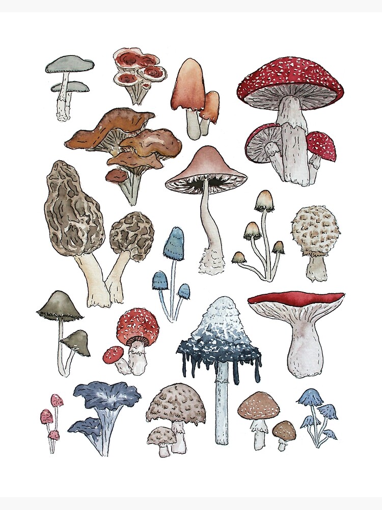 Make Room for the Mushrooms –