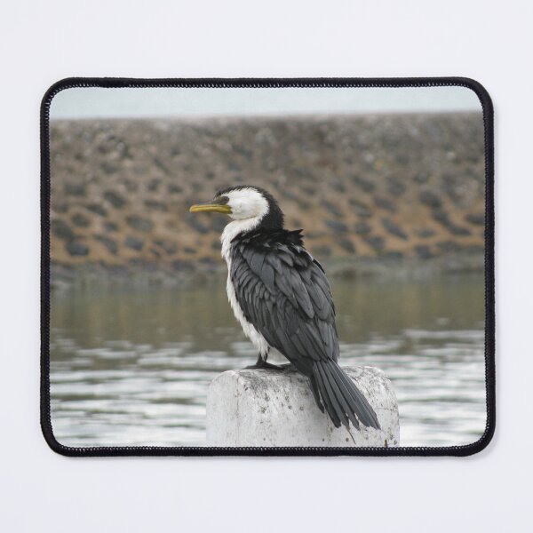 Item preview, Australian Pied Cormorant designed and sold by Charlie  Stanwix.