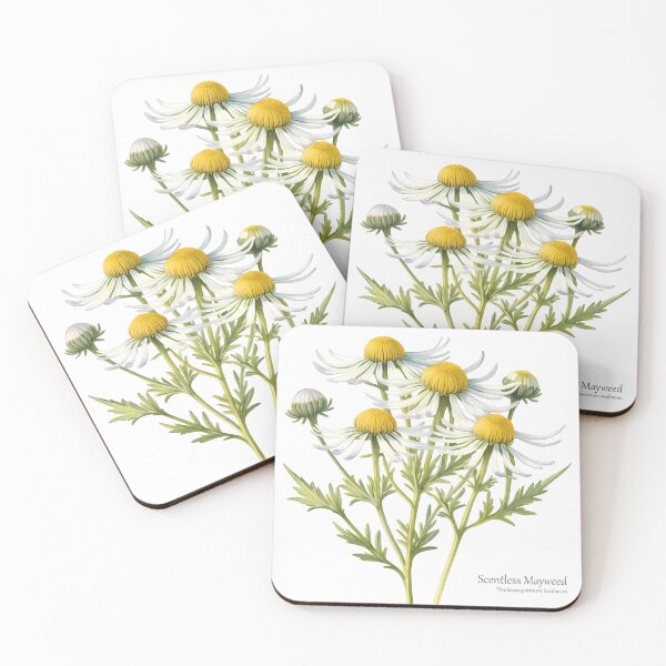 Item preview, Scentless Mayweed Botanical Style Print  designed and sold by PixelFixArt.