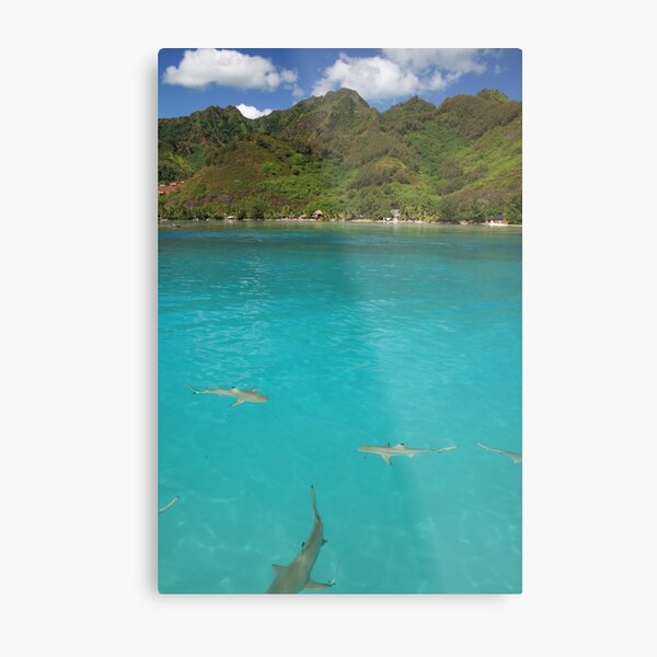 Multiple Black Tip Reef Sharks, Moorea Metal Print