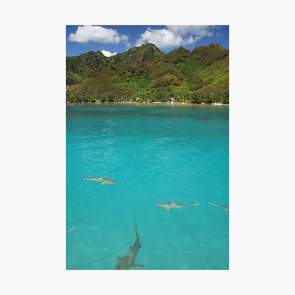 Multiple Black Tip Reef Sharks, Moorea Photographic Print