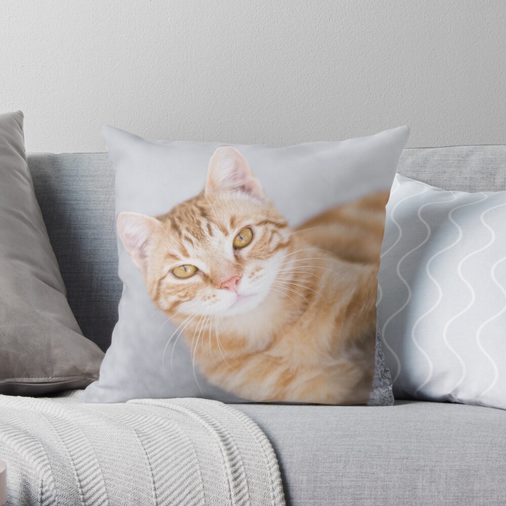 ginger cat pillow