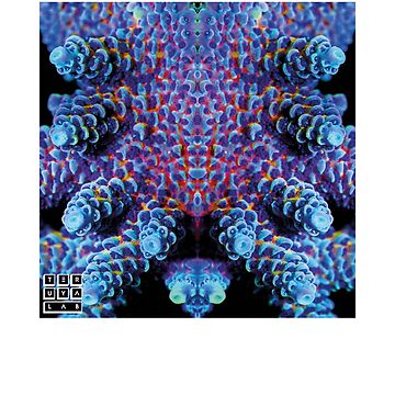 Artwork thumbnail, ACROPORA CORAL REEF SPS AQUARIUM by teruyalab