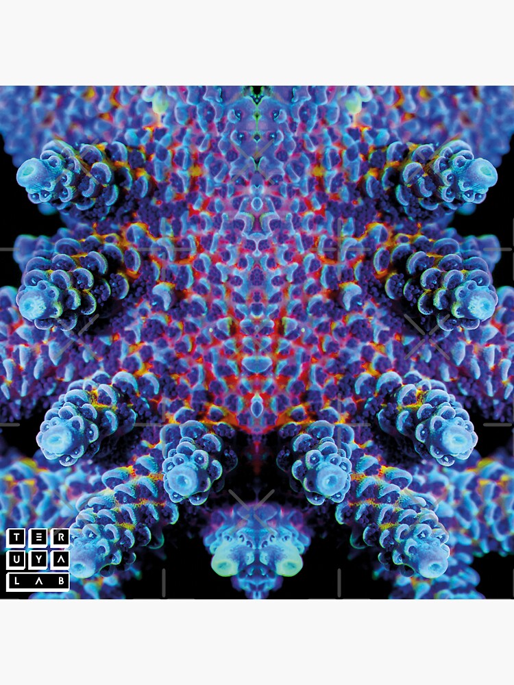 Thumbnail 3 of 3, Sticker, ACROPORA CORAL REEF SPS AQUARIUM designed and sold by teruyalab.