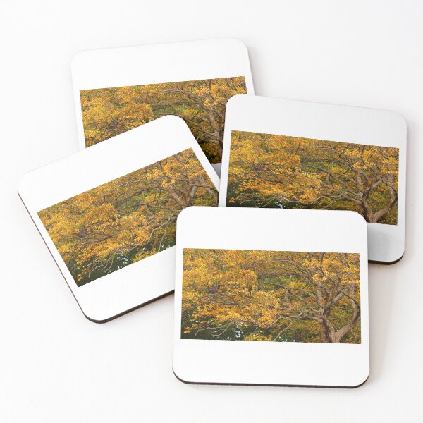 Item preview, Keep Looking UP at the Beauty of Trees in Autumn designed and sold by fototaker Tony.