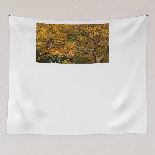 Item preview, Keep Looking UP at the Beauty of Trees in Autumn designed and sold by fototaker Tony.