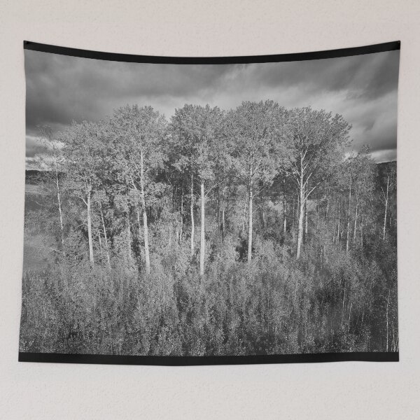 Item preview, Old aspens by the Piikkilanjarvi. October landscapes bw number 12 designed and sold by Jouko Lehto Photography.