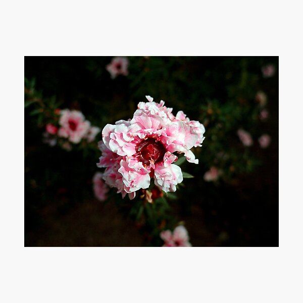 Item preview, Ruffled Pink  designed and sold by Robert Meyers-Lussier.