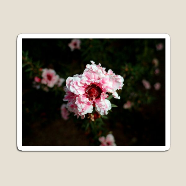 Item preview, Ruffled Pink  designed and sold by Robert Meyers-Lussier.