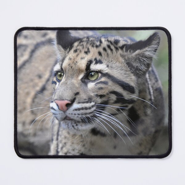 Item preview, Clouded Leopard designed and sold by Savannah Gibbs.